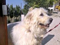 abruzzese mastiff baffo type